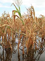corn fields